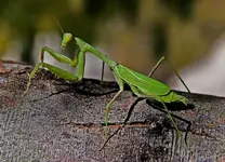 Praying-mantis.webp