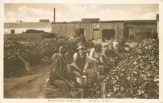 1920s-seafood-industry-shucking-oyster-biloxi-mississippi-albertype-7630-30be0f8034f271cd4ef9...webp