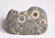 fossil stone3.jpg