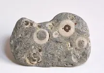 fossil stone3.webp
