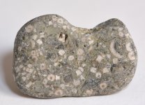 fossil stone4.jpg