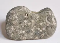 fossil stone4.webp