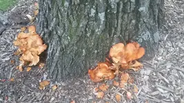 20180909_183740.webp