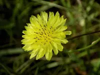 DSCN2062.webp