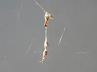 DSCN2066.webp