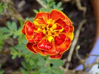 DSCN2075.webp