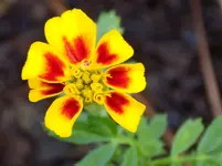 DSCN2076.webp