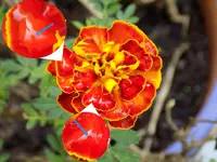 DSCN2075_chadeaux.webp