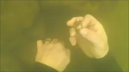 ringtreasure.webp
