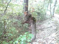 IndianTrailTreeRockBridgeRd1.webp