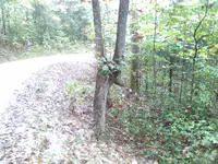 IndianTrailTreeRockBridgeRd2.webp