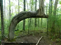 IndianTrailTreeTurtlebackArch1.webp