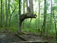 IndianTrailTreeTurtlebackArch2.webp