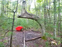 IndianTrailTreeTurtlebackArch3.webp