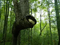 IndianTrailTreeTurtlebackArch5.webp