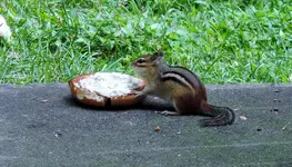 K1600_001.webp