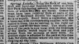 baltimoresheep.webp