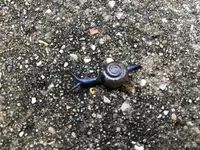 snail.webp