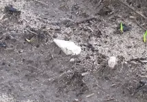 #257 Ed'd quartz point in situ.webp #257 Ed'd quartz point in situ.webp