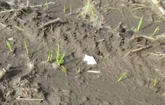 #259 Ed's quartz point in situ.webp #259 Ed's quartz point in situ.webp