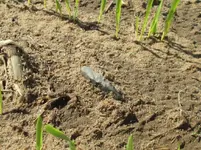 #265 Ed's arglite drill in situ.webp