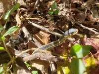 snakey.webp