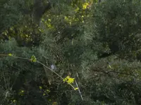 ElectricSpiderWeb.webp ElectricSpiderWeb.webp