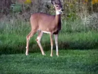 deer1.webp deer1.webp
