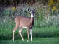 deer2.webp deer2.webp