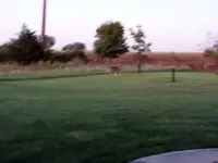 deer4.webp deer4.webp