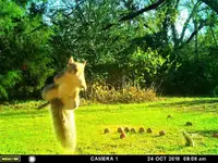 flying squirrel 2.webp