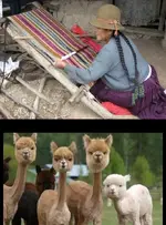 Alpaca.webp