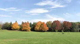 Fall colors.webp
