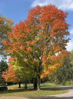 Tree.webp