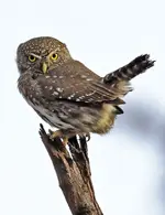 01555.webp