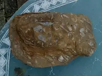 fossils.webp