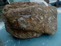 fossil.webp