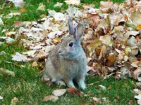 Bunny out the window.webp