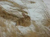 bunny winter.webp