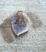 DSC00262 (Small).webp