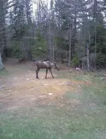 Moose1.webp