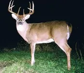 game camera.webp