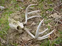 Farm finds 001.webp