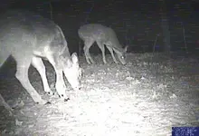 deer bad leg.webp