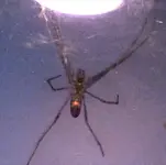 spiderwidow2.webp