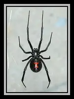 spider.webp