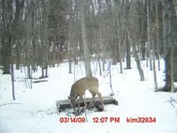 Little deer.webp