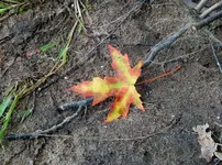 K1600_DSCN0396.webp