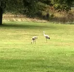 Sandhill cranes.webp