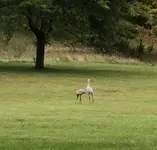 Sandhill cranes2.webp